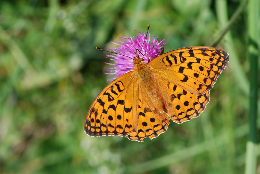 Conferma - Nymphalidae - Argynnis niobe?